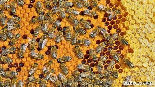 爱蜇人,探寻刺痛中的成长与智慧