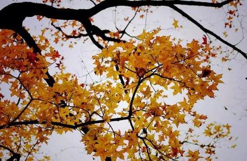 秋天过后是冬天,季节更迭的自然韵律